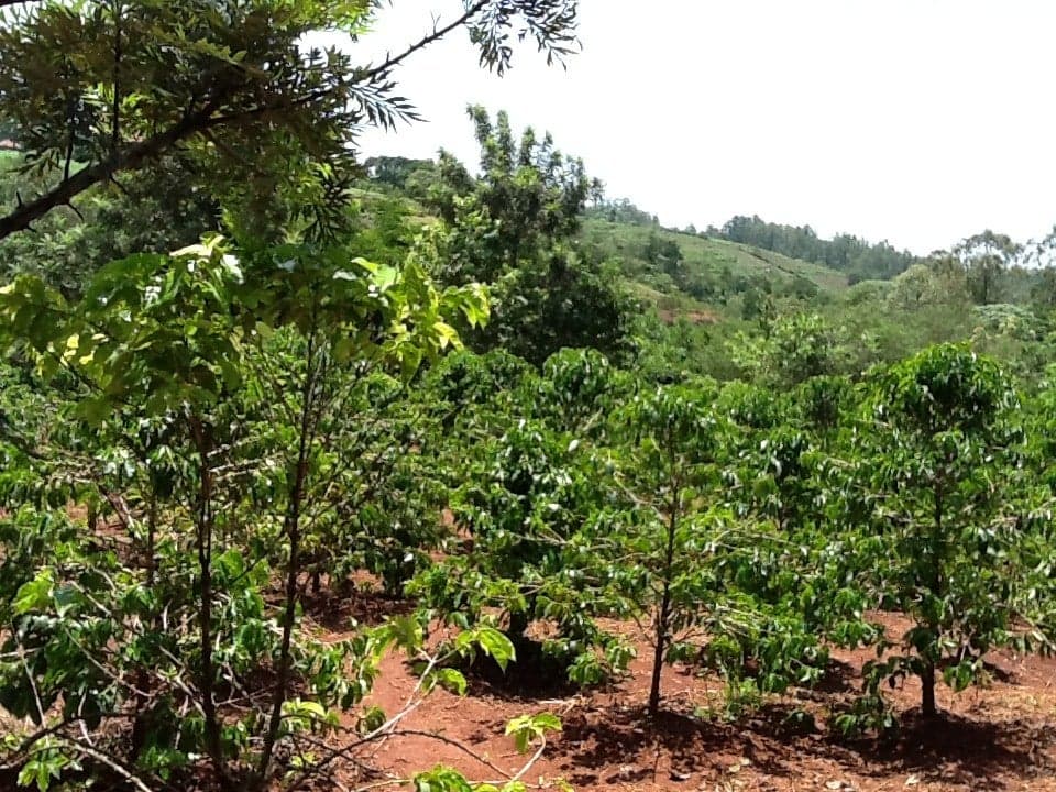 Kisii coffee region